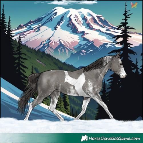 Horse Color:White Spotted Grullo Tobiano Appaloosa 