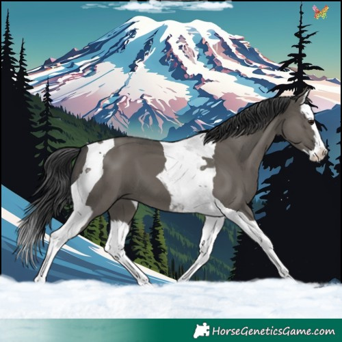 Horse Color:Grullo Splash Tobiano 