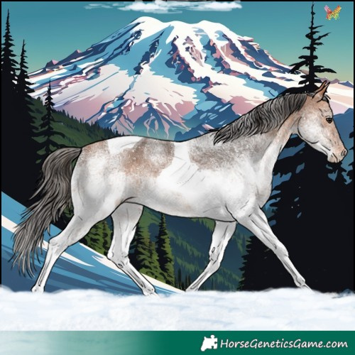 Horse Color:White Spotted Bay Tobiano 