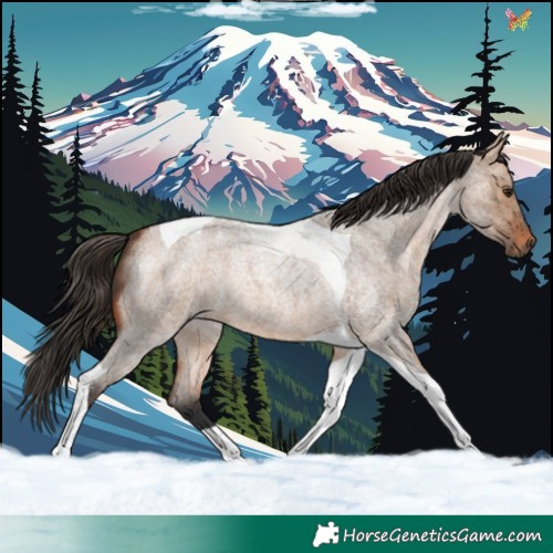 Horse Color:Bay Roan Dun Tobiano 