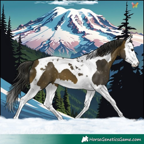 Horse Color:Brown Splash Tobiano
