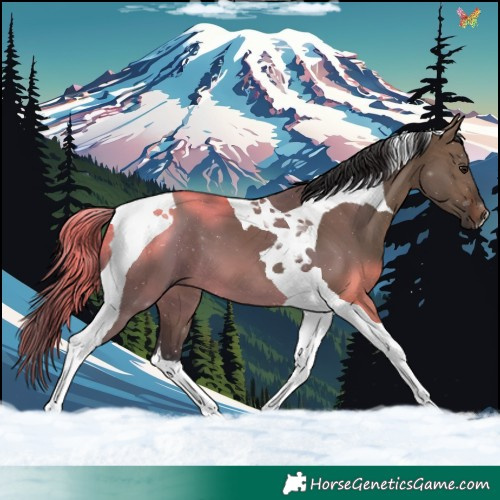 Horse Color:Brown Dun Tobiano 