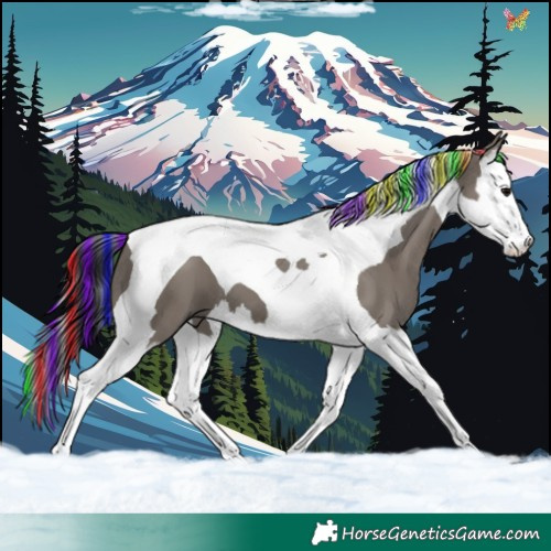 Horse Color:Painted Grullo Splash Tobiano