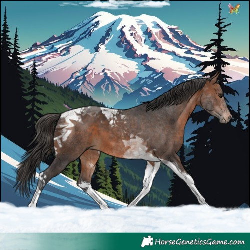Horse Color:Brown Tobiano 