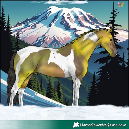 Horse Color:Brown Dun Tobiano
