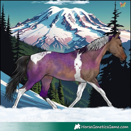 Horse Color:Brown Dun Tobiano 