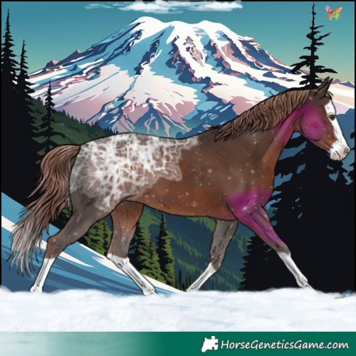 Horse Color:Liver Chestnut Ice Splash 
