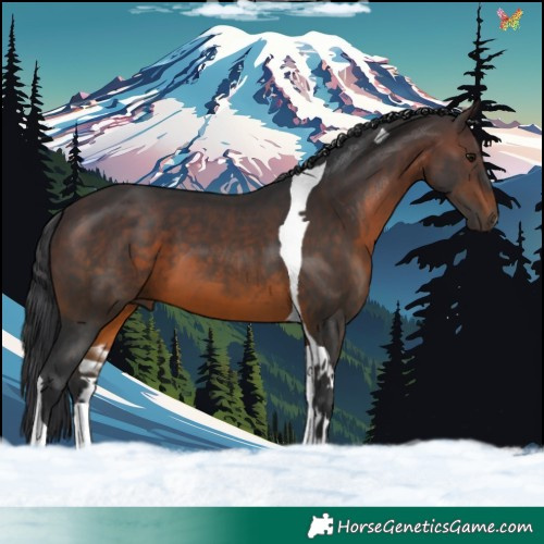 Horse Color:Brown Tobiano