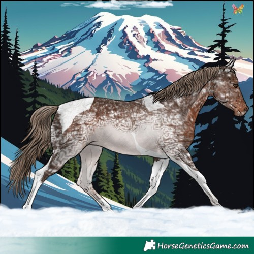 Horse Color:Liver Chestnut Ice Tobiano