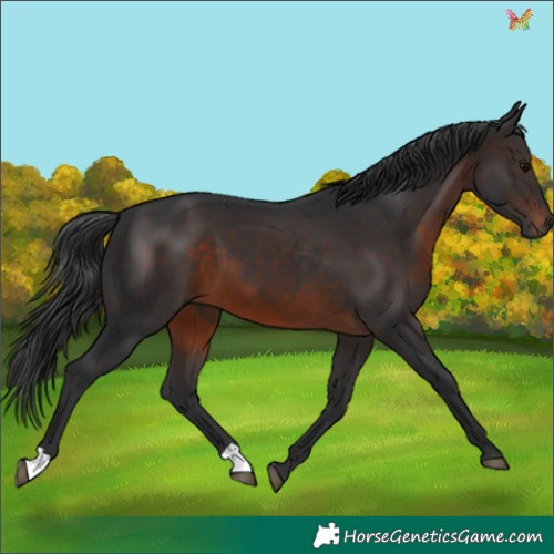 Horse Color:Brown 