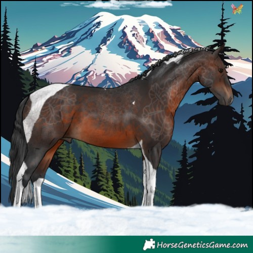 Horse Color:Brown Tobiano 