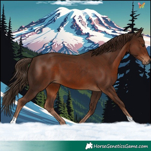 Horse Color:Liver Chestnut 