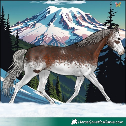 Horse Color:White Spotted Silver Brown 