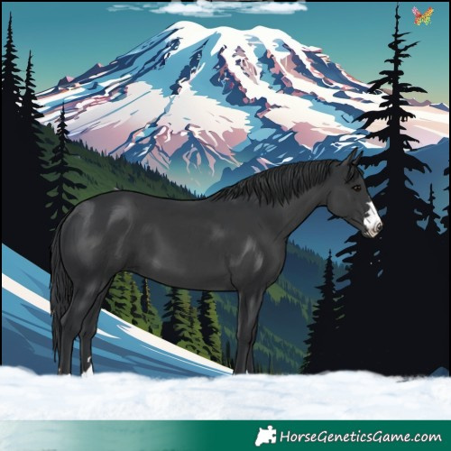 Horse Color:Black 