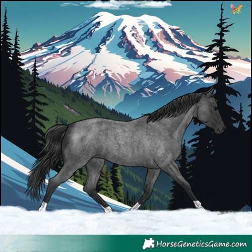 Horse Color:Blue Roan 