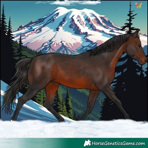 Horse Color:Brown 