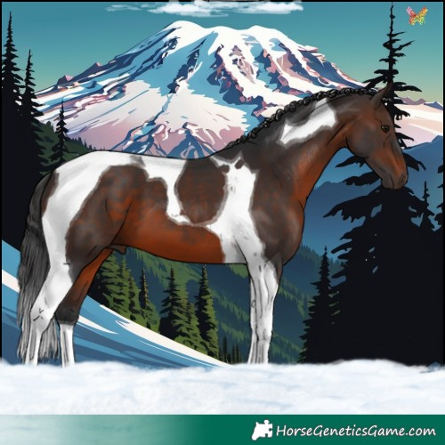 Horse Color:Brown Tobiano 