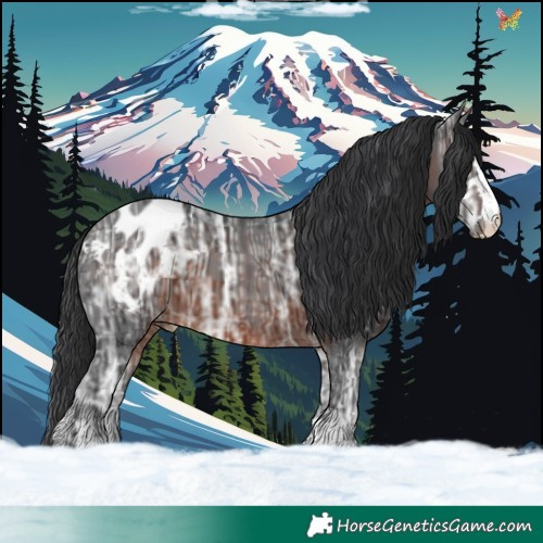 Horse Color:Brown Ice Appaloosa 