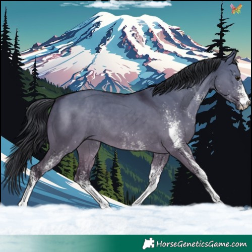 Horse Color:White Spotted Brown Dun
