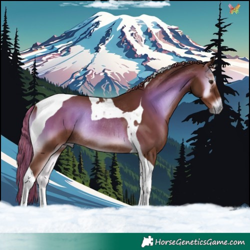 Horse Color:Red Onyx Tobiano Rabicano 