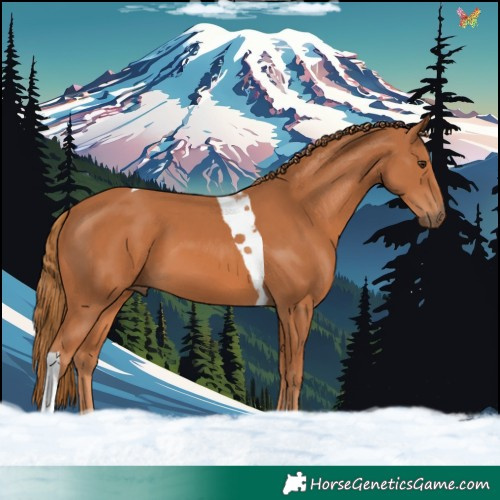Horse Color:Chestnut Tobiano 
