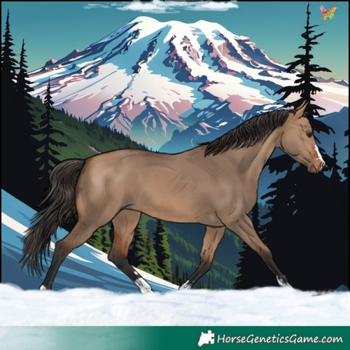 Horse Color:Bay Dun 