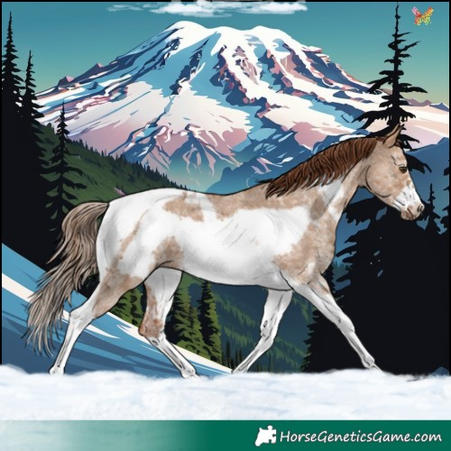 Horse Color:Red Dun Sabino Tobiano Frame 