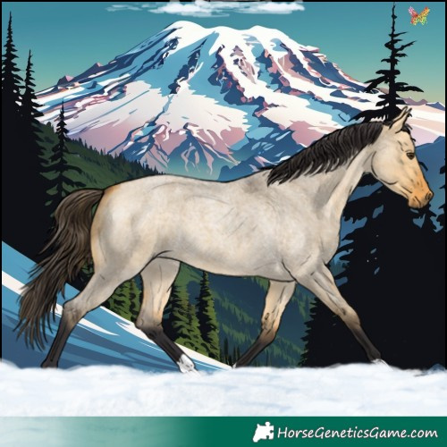 Horse Color:Buckskin Roan Dun 