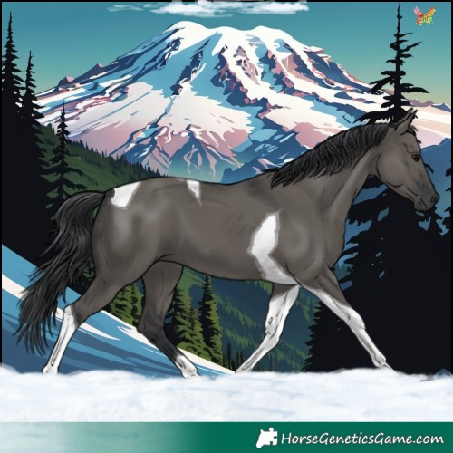 Horse Color:Grullo Tobiano 