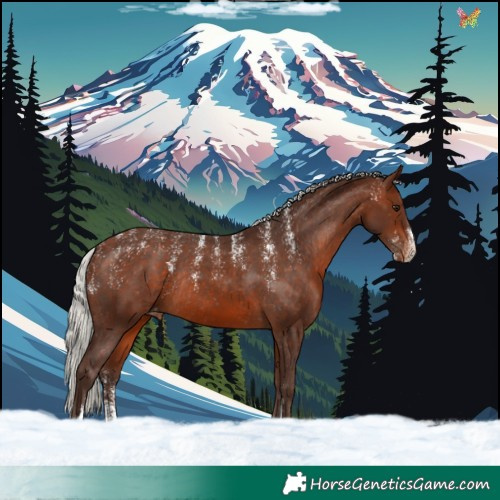Horse Color:Powder White Silver Bay Appaloosa Rabicano