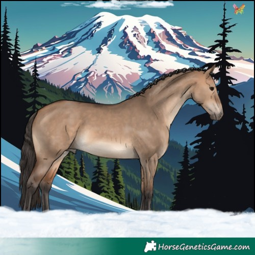 Horse Color:Bay Dun 