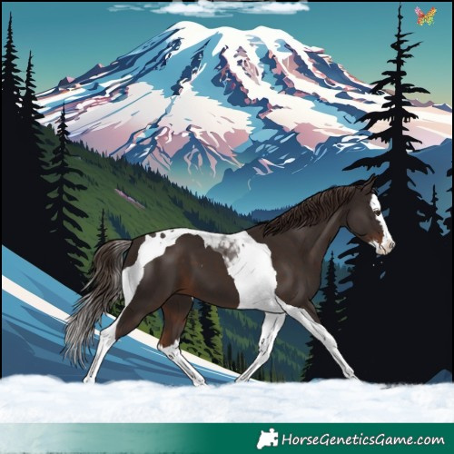 Horse Color:Liver Chestnut Splash Tobiano 