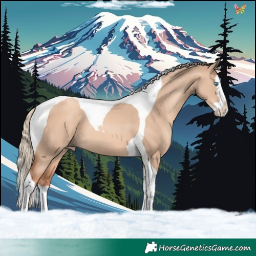Horse Color:Gold Champagne Dun Splash Tobiano