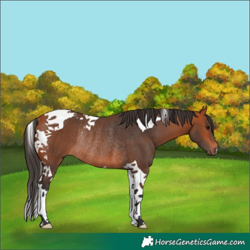 Horse Color:Bay Tobiano Rabicano 