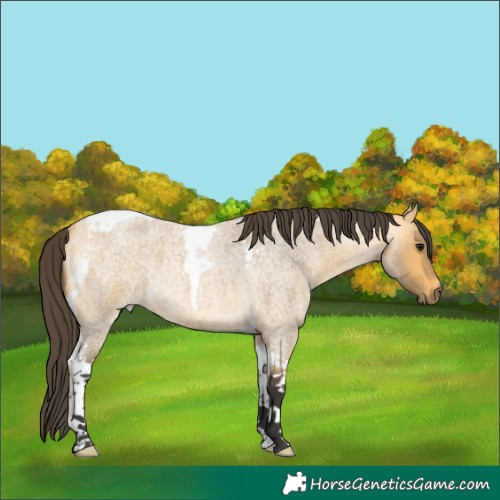 Horse Color:Buckskin Roan Tobiano 