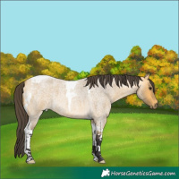 Horse Color:Buckskin Roan Tobiano