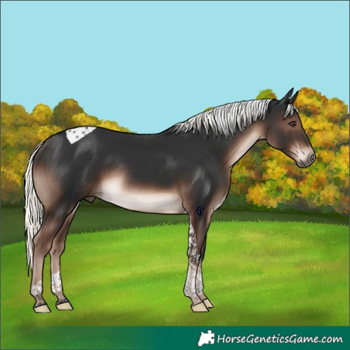 Horse Color:Liver Chestnut Mushroom Tobiano Rabicano 