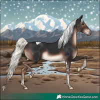 Horse Color:Liver Chestnut Mushroom Tobiano Rabicano 