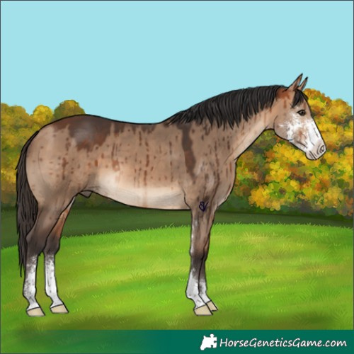 Horse Color:Bay Dun Sabino Brindle