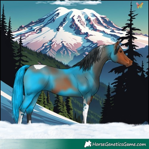 Horse Color:Bay Tobiano 