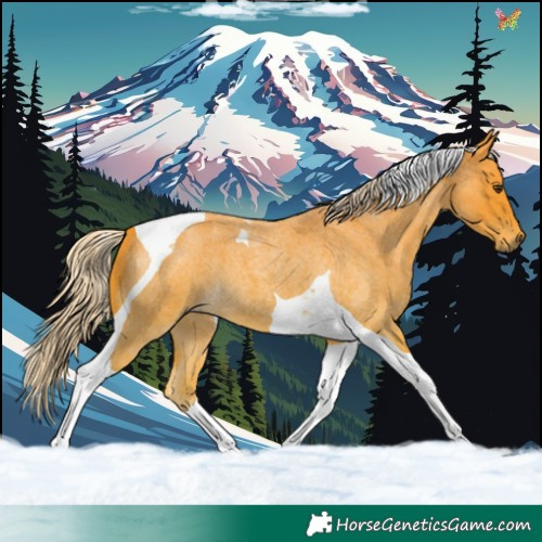 Horse Color:Palomino Roan Tobiano 