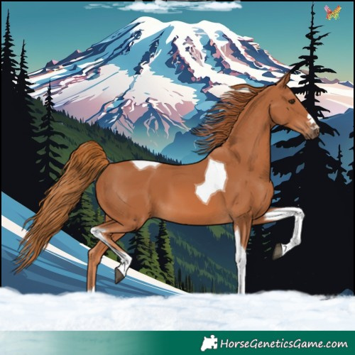 Horse Color:Chestnut Tobiano 