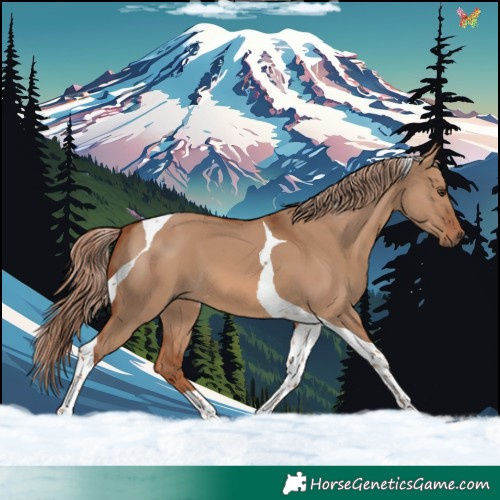 Horse Color:Red Dun Tobiano 