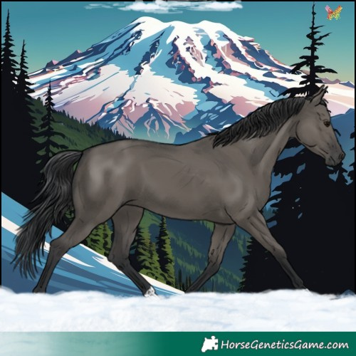 Horse Color:Grullo 