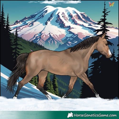 Horse Color:Bay Dun 