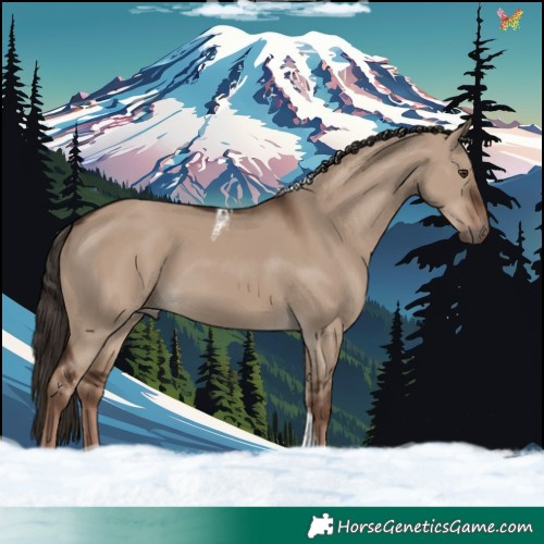Horse Color:Liver Red Dun Tobiano