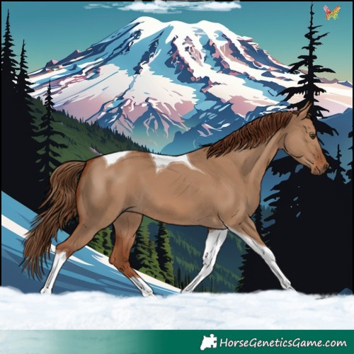 Horse Color:Red Dun Tobiano 