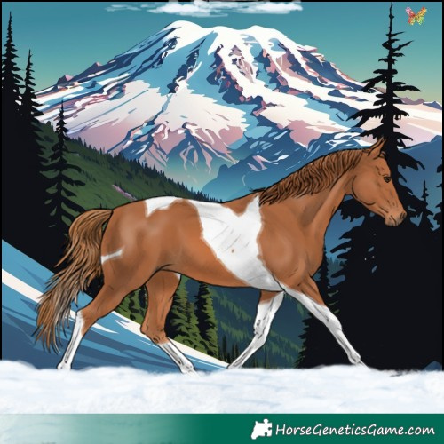 Horse Color:Chestnut Tobiano 