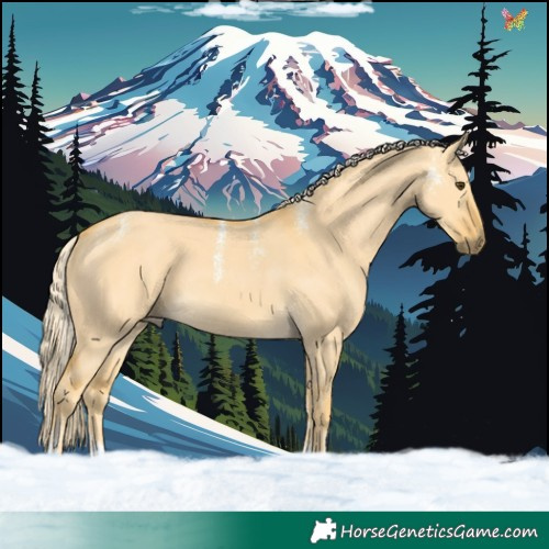 Horse Color:Powder White Palomino Dun Tobiano 