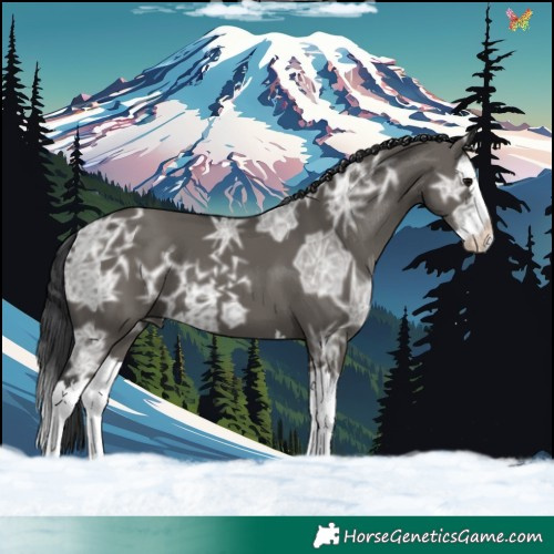 Horse Color:Grullo Ice Splash 
